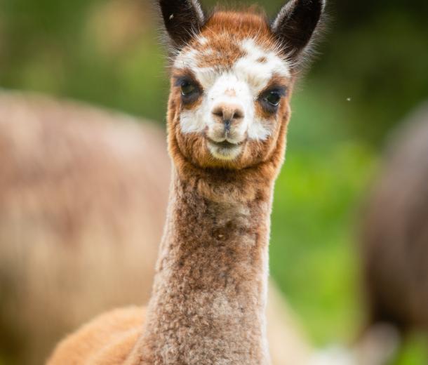 Niños aprenden lenguas originarias con videos cortos