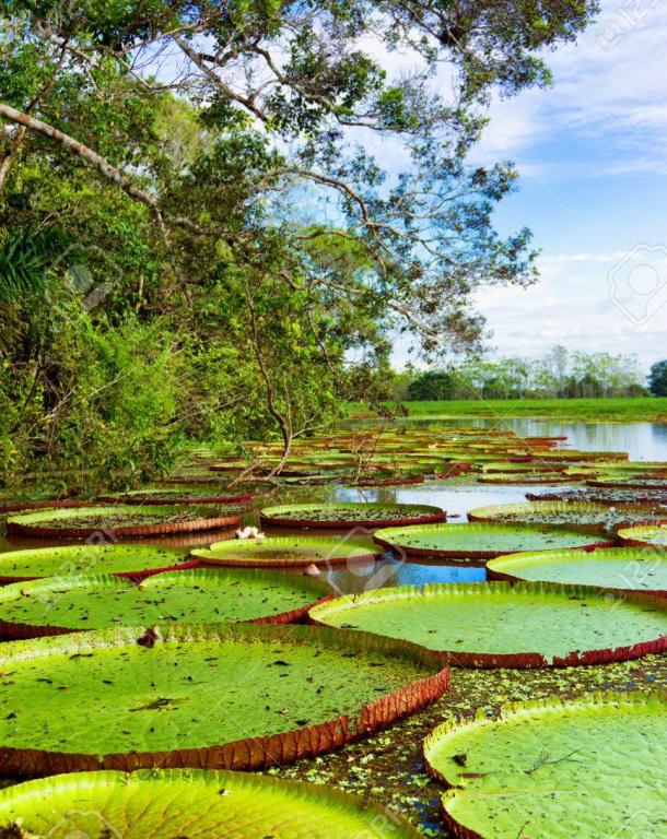 Lenguas originarias se vuelven tendencia en redes sociales